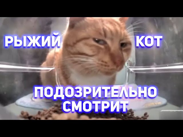 Мем с рыжим котиком, который облизывается на сладости,