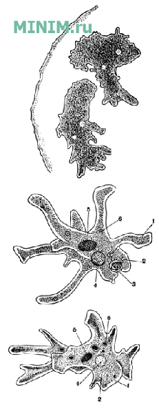 Мультфильм амеба многоклеточный организм рисунок, организм