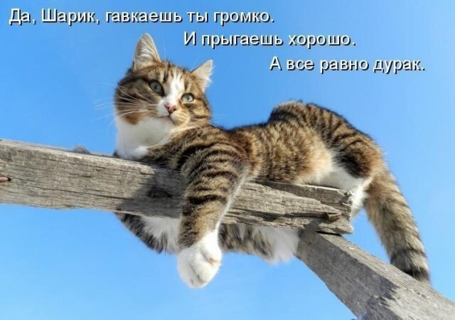 Кошки, коты и котики: наши лучшие истории за последние семь