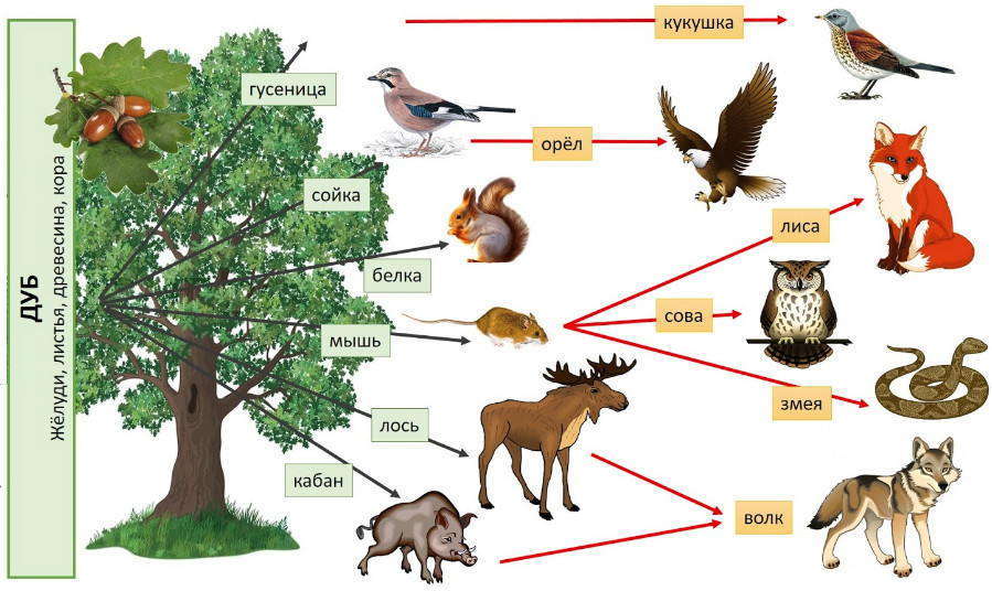 Рисунки пищевой цепочки животных 