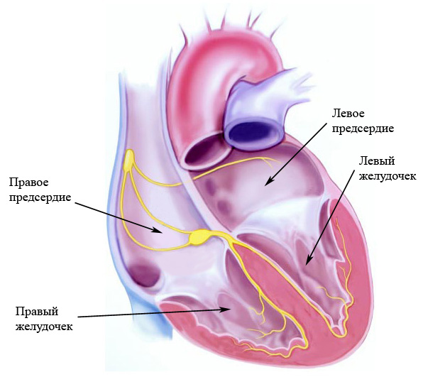 10 фактов о сердце и сосудах, которые