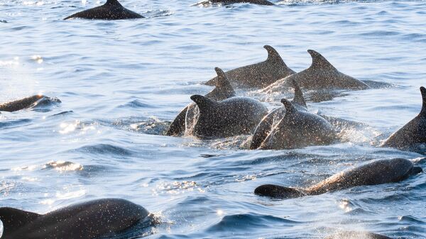 Дом дельфинов в Красном море из Хургады