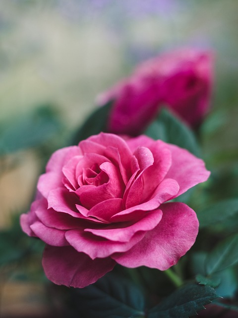 Red roses wallpapers for iphone and android. these wallpapers