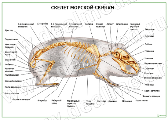 Морские свинки: как выбрать, содержание и уход