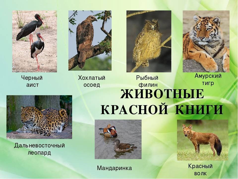 Редкие животные из красной книги России и всего мира