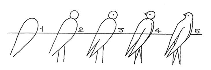 Как нарисовать ласточку | Пошаговый
