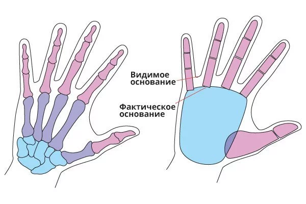 Протянутая ладонь рисунок. Скачать и