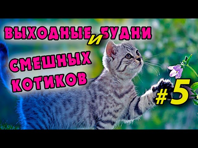 Смешные картинки про кошек с надписями. сложно не засмеяться