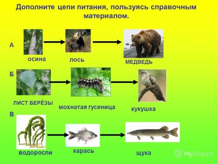 Презентация по биологии: 