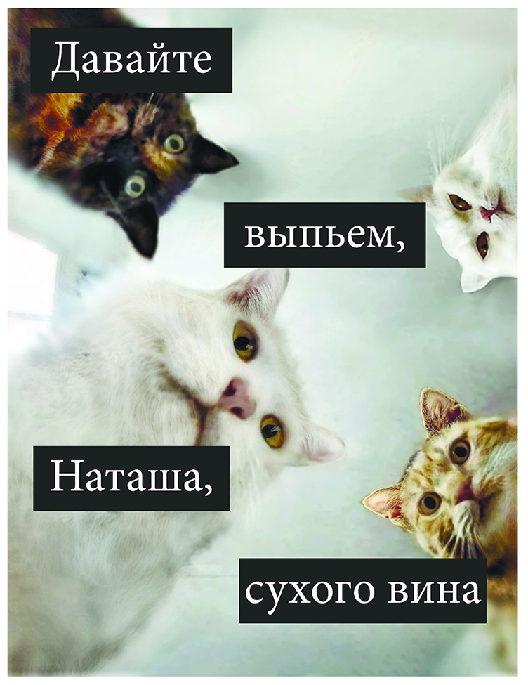 Мем Наташа И Коты. Паблик | #наташа #наташаикоты #котики