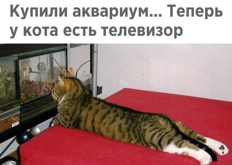 Смешные коты / картинки котов | Коты. 2024 | ВКонтакте