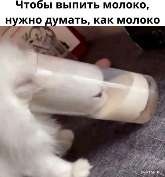 Мемы про кота в молоке 