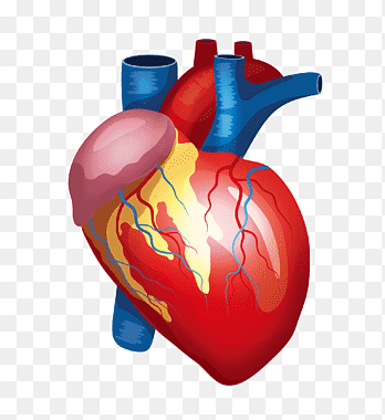 В10: Строение сердца Diagram | Quizlet