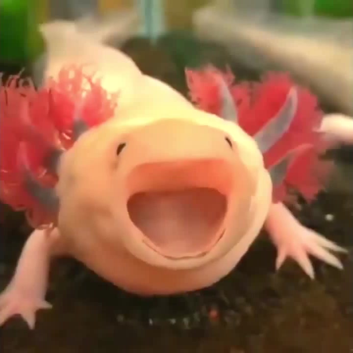 Meme Axolotl Funny You Axolotl Questions Retro 90s