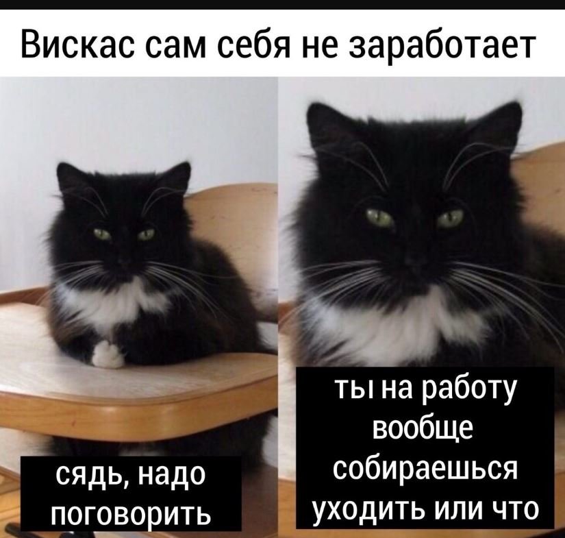 Скачать картинки Смешные коты, стоковые