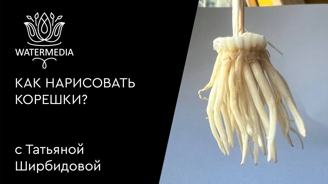 Детский рисунок женьшеня 