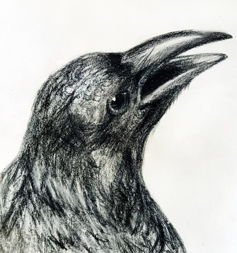 Рисуем ворона /Рисунок/ How to draw Crow