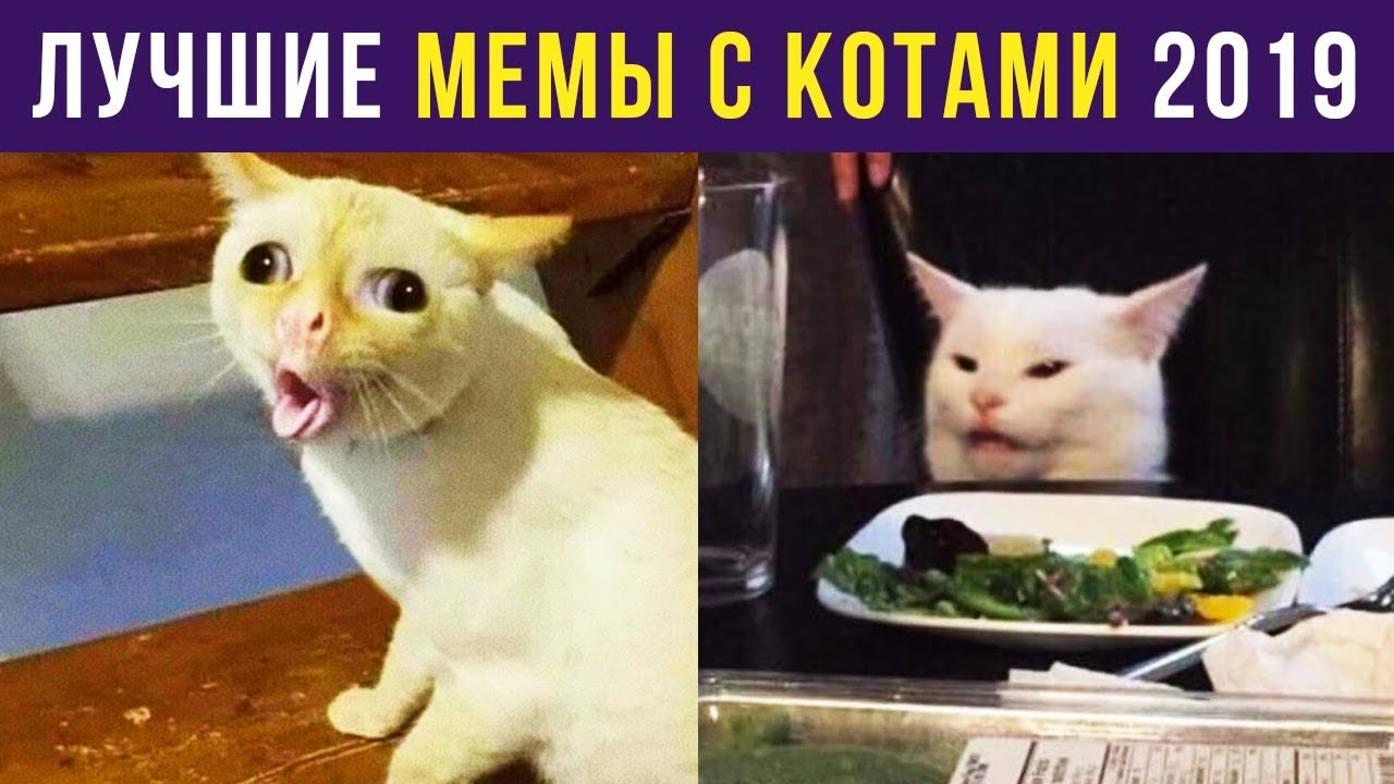 Спокойный ночи мем кот с пистолетом