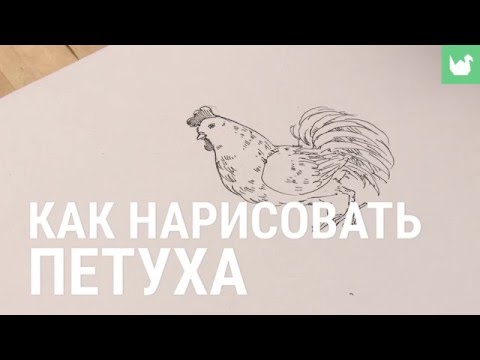 Птица петуха учит нарисовать вектор