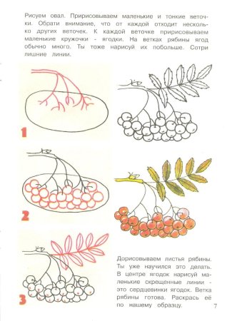 Ветка рябины рисунок шаблон