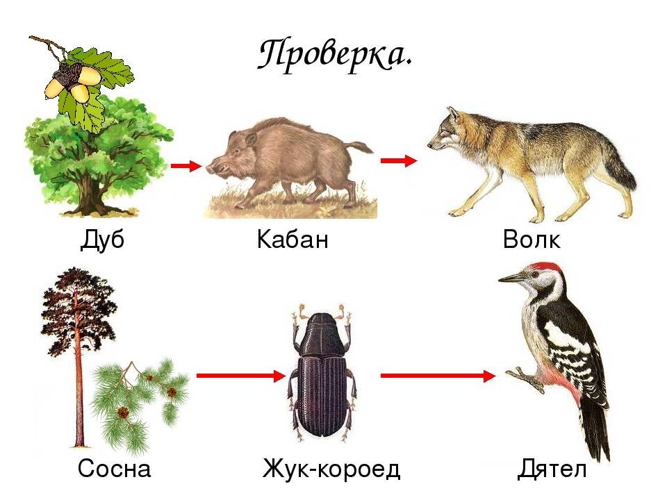 Презентация по биологии на тему