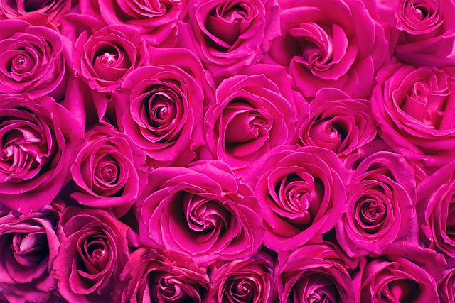 Обои розы, нежные, красивые, pink, beautiful, lovely, roses