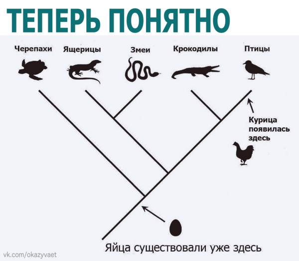 Ирония и Крокодил: истории из жизни, советы, новости и юмор