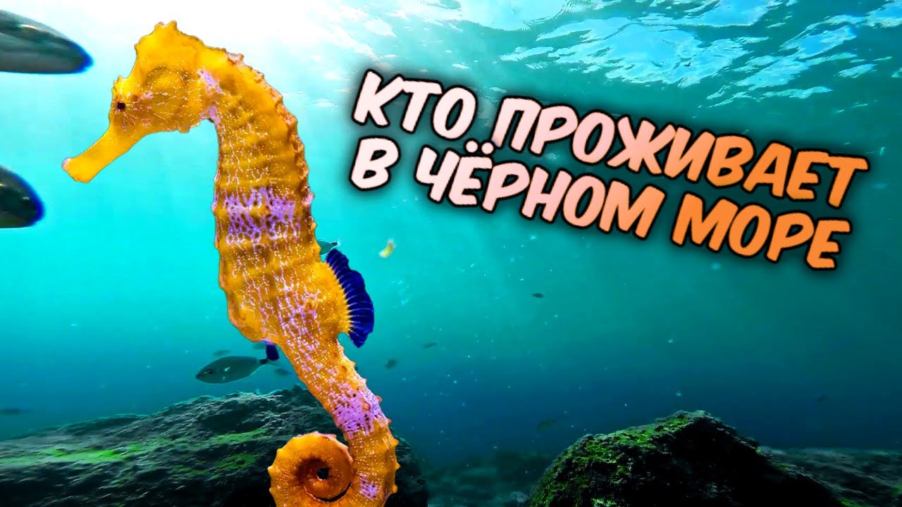 Международный день Черного моря