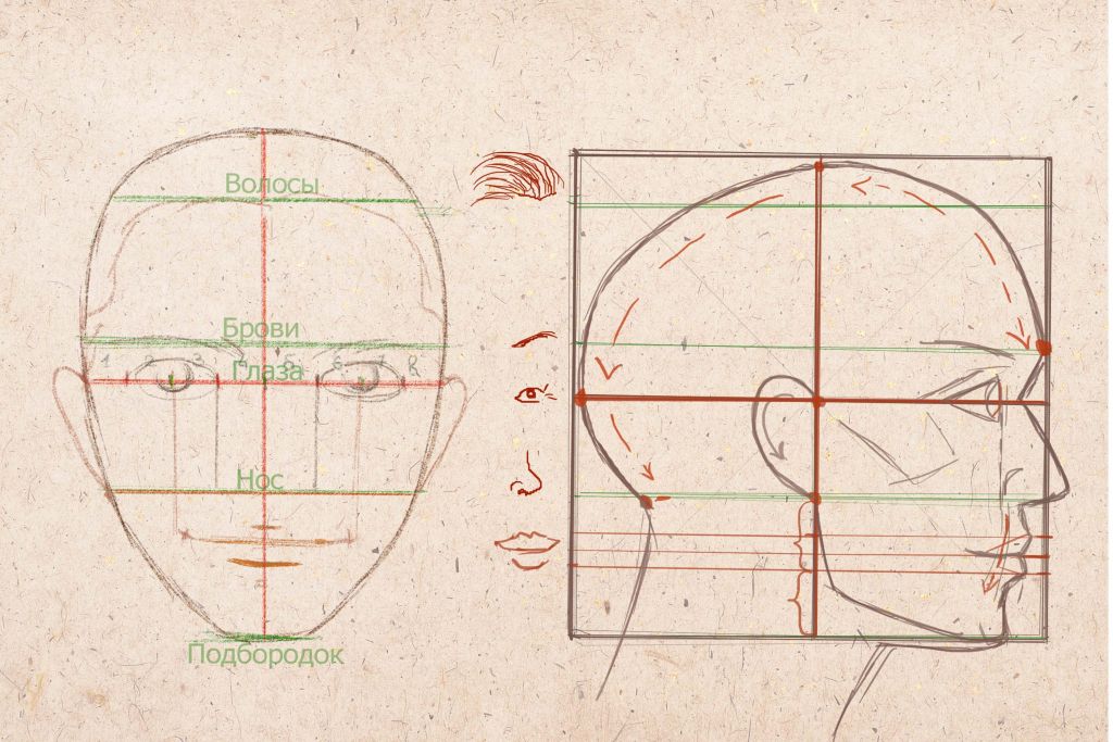 Основы рисования портрета. Пропорции и ракурсы.