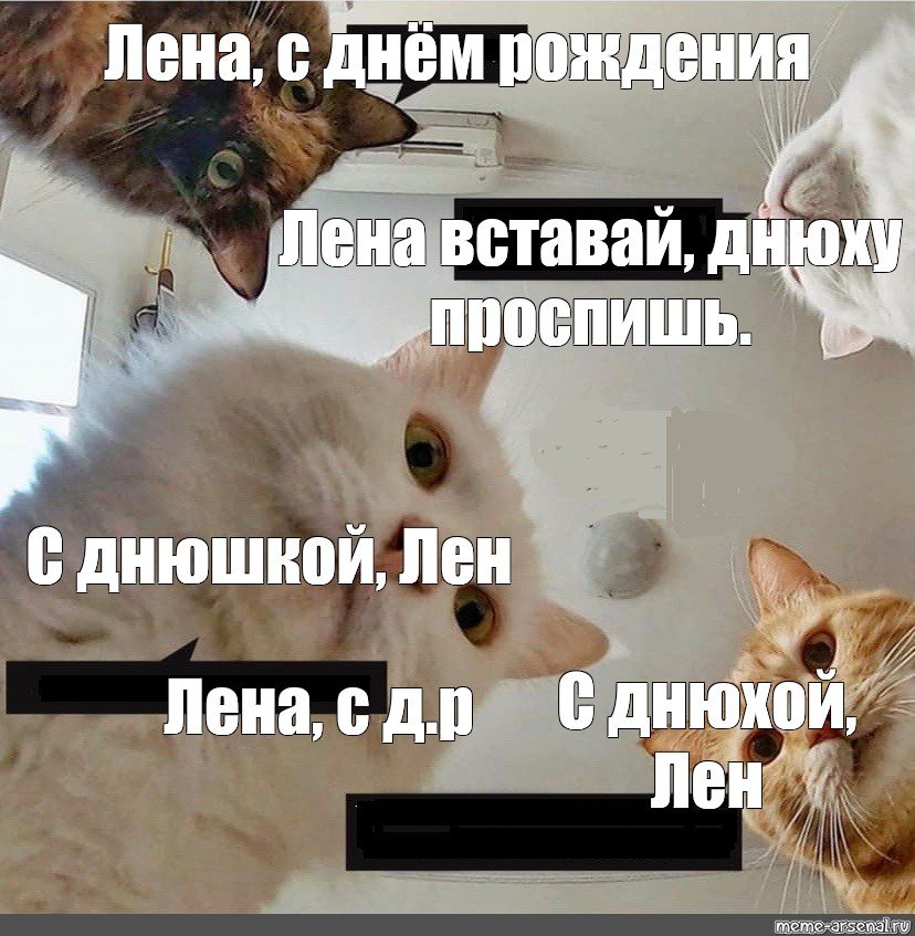 Коты С Озвучкой | TikTok