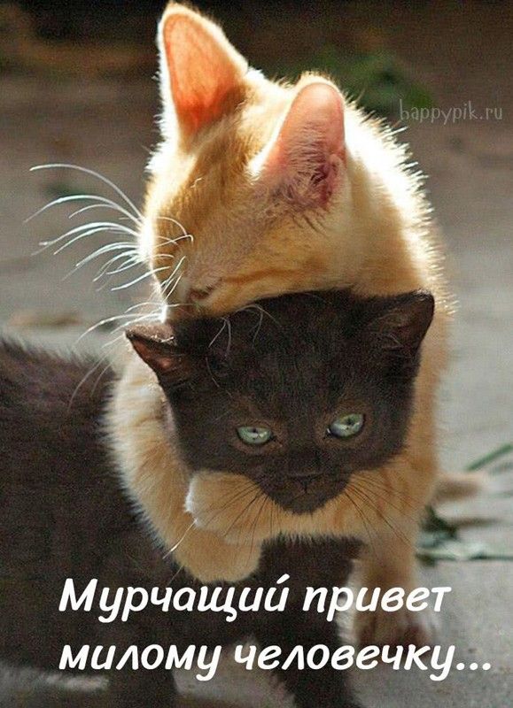 Коты С Надписями