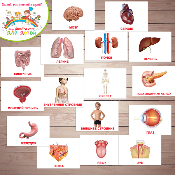 Части тела для детей Карточки Домана Развивающие мультики для