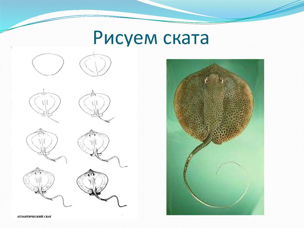 Рисунок и Скат: истории из жизни, советы, новости и юмор