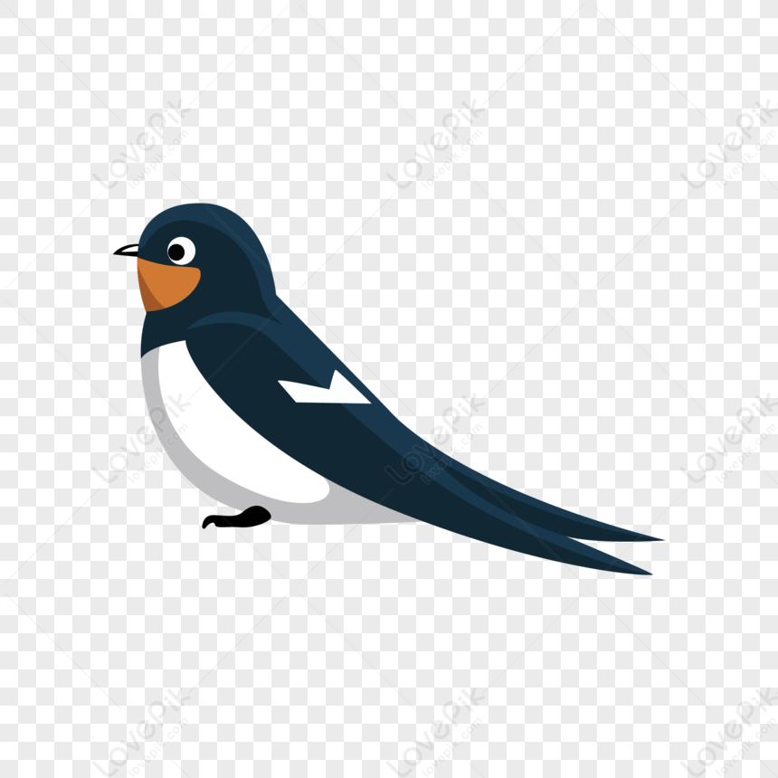 Hirundo rustica, Swallow