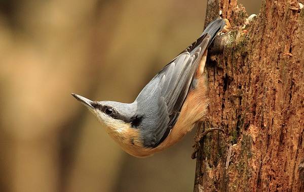 Sitta europaea