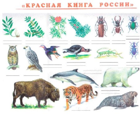 Раскраски животных которые в красной книге 