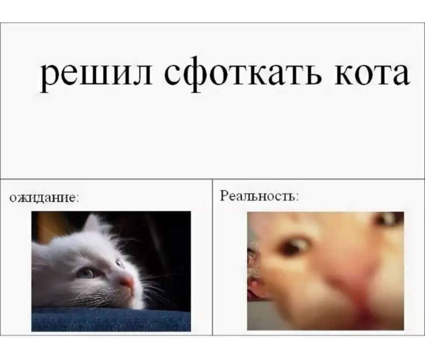 Мемы с котами 