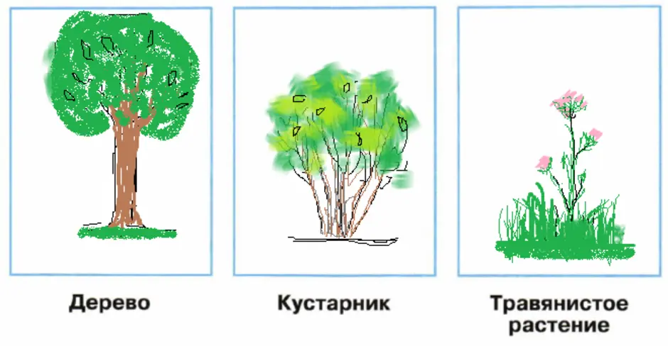 Как нарисовать барбарис поэтапно 5 уроков