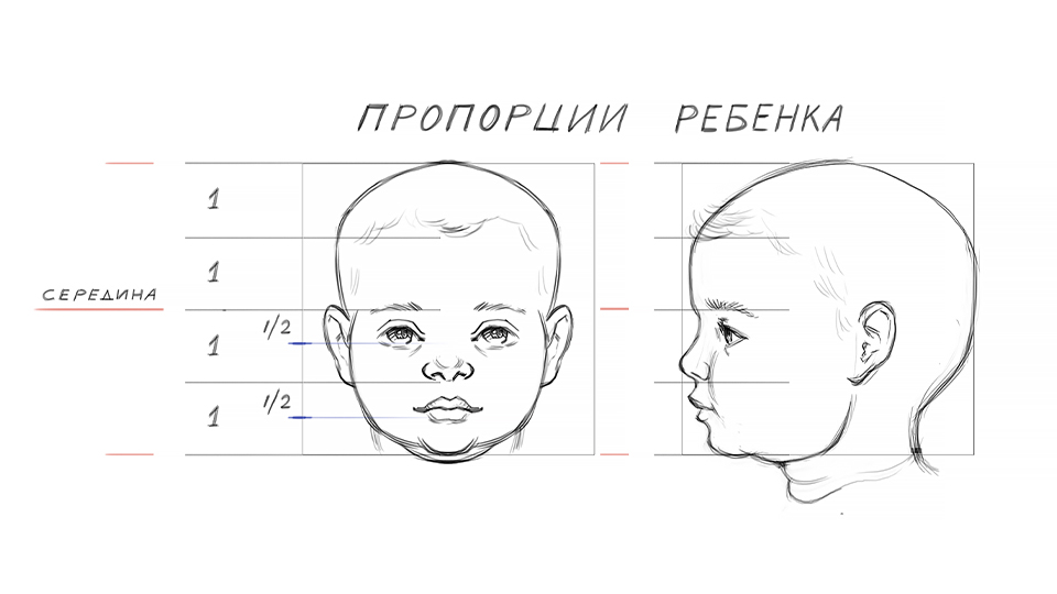 Курсы рисования для начинающих взрослых. Урок. Пропорции лица.