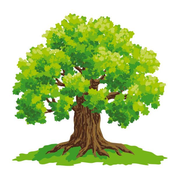 Tree Illustration Images