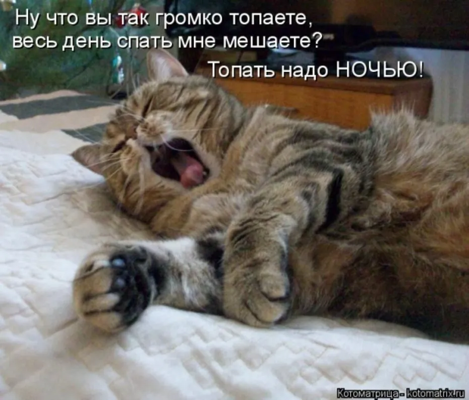 Мемы С Котами С Надписями