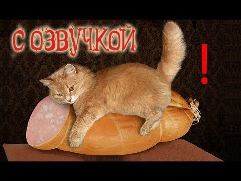 😻 ШИЗА? НЕ, НЕ СЛЫШАЛИ! | СБОРНИК