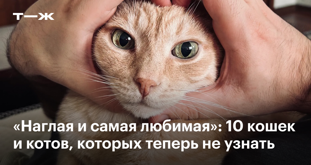 Мочекаменная болезнь у котов🐱: симптомы, осложнения, лечение💊