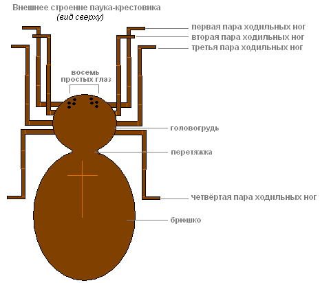 Паразитический грибок выбирается из тела паука: жуткое фото