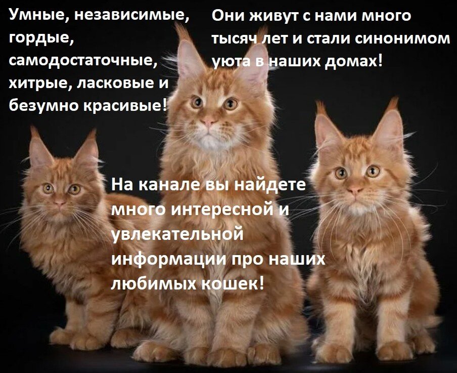 Толстые черные Коты, пей кофе, это то