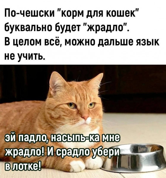 Мемы Про котов