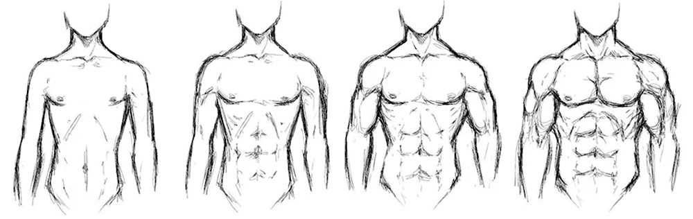 Drawing Of A Chest Muscles