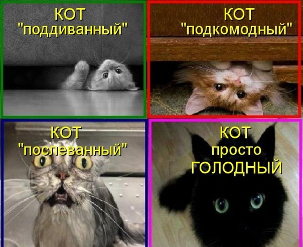 Мем про кота 48 картинок