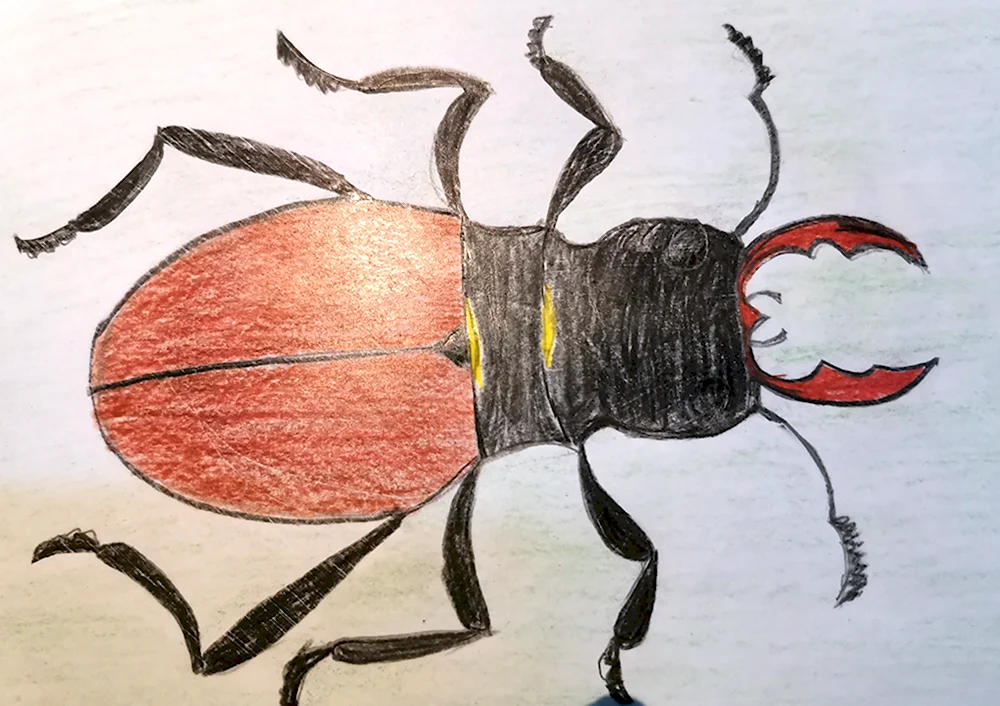 to draw a beetle