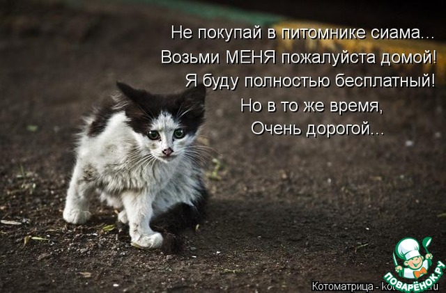 Обои грусть, кот, дождь, окно, Черно